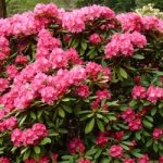 rhodo