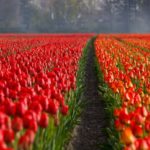 tulips-21690_1920