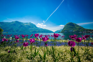 Blühende lilafarbene Tulpen in Parco Ciani vor dem Luganersee See.